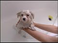 My First Bath - Sasha
