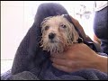 my first bath   sasha
