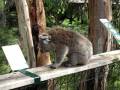 videos de Koala on the move