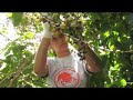 Puertorriqueños Por Puerto Rico Recogiendo Café En Jayuya