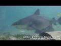Shark Video Tiger Shark,Great Hamerhead and Bull Shark