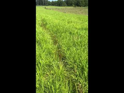how to fertilize hay fields