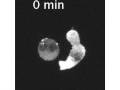 HIV virus infection of CD4+ T cells by means of Jurkat cells