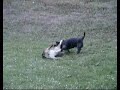 Birka the Swedish Vallhund playing with her Dachshund friend