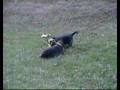 Birka the Swedish Vallhund playing with her Dachshund friend