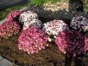 videos de some pretty lavender mums i spotted with mixed breed colors
