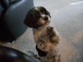 MY DOGS \"BUST A MOVE\"!