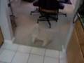 MY DOGS BUST A MOVE!