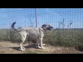 Linus Video 1