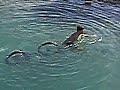 MTB Diving Tolfa