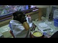 Baby fruit bat gets a nappy