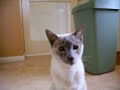 My Cat, Cleo