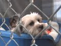 SARL rescued dogs