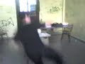 Viale Vs Samid Version Liceo 11