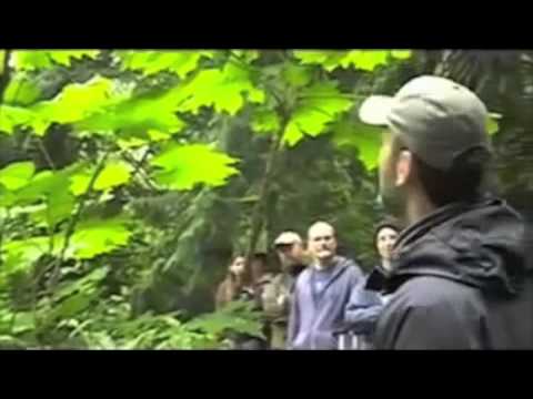 how to harvest devil's club