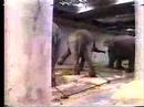 In the circus, there's no such thing as positive reinforcement -- only varying degrees of punishment and deprivation.