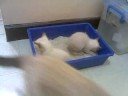 siamese cat clumping litter.. siamese cat clumping litter..