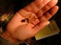 Jumping-slug acrobatics Jumping-slug acrobatics