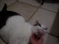 First video the elusive foot rise while chin scratch.
