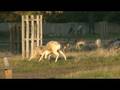 videos de Fallow Rut 2008  4x2 v Big Whitey 1A