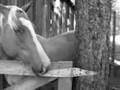 Music For Animals # 1 - Horses