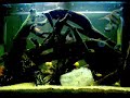 pescados