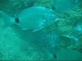 Fish attack Fish attack