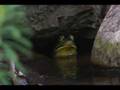 The Old Pond Haiku - by Matsuo Basho