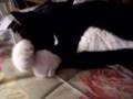 Sleepy Cat Time!