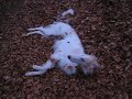Borzoi video