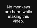 Choco Monkey