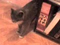 MY CAT AND HIS TRICKS... MY CAT AND HIS TRICKS...