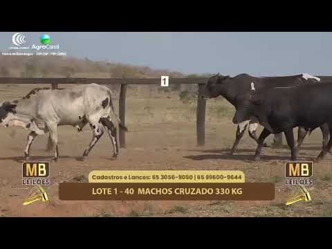 512� LEIL�O VIRTUAL MB LEIL�ES