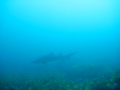 videos de Shark at Rottnest