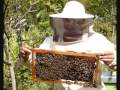 Opie & Anthony: Ted the Bee Expert