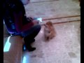 Cherrìe il mio spitz tedesco