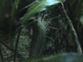 Yamatonuma-Garnele (Caridina multidentata)