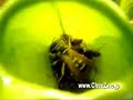 ??????????The medley of an insectivorous plant