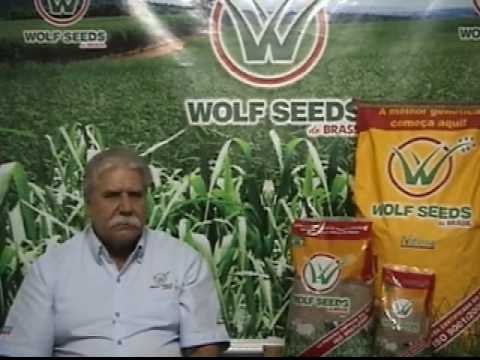 Wolf Seeds do Brasil - Brachiaria Ruziziensis p1