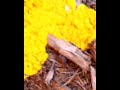 Click here to watch this video Episode 1 OF Natures Most Disgusting Plants Part I- Introducing Dog Vomit Mold.mov