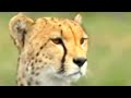 Cheetah-feeds-her-cu