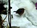 Drinkende vogel in de tuin in Cuijk