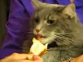 Grey-Grey the Cat likes Challah