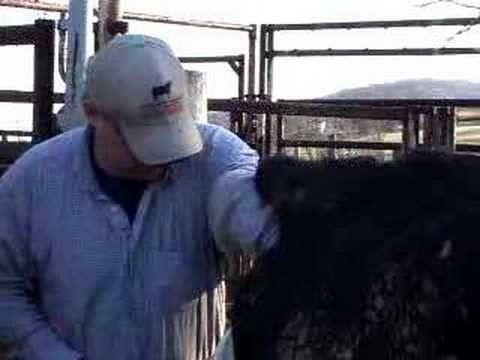 My Inseminator