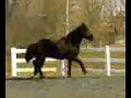 Billy the Percheron