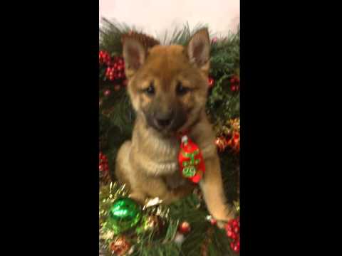 Maximus is so sweet loves to give kisses