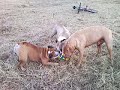 BASTON POUR UN BALLON   PITT BULL ET STAFF ET BULL DOG ANGLAIS