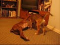 Adopt Max