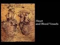 Da Vinci - Anatomy Studies