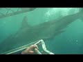 Shark Cage Diving Port Lincoln